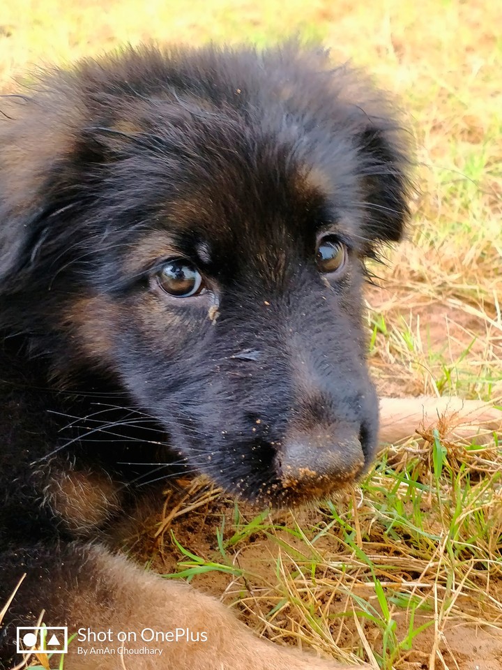 cute puppy