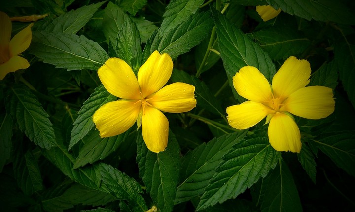 yellow star...