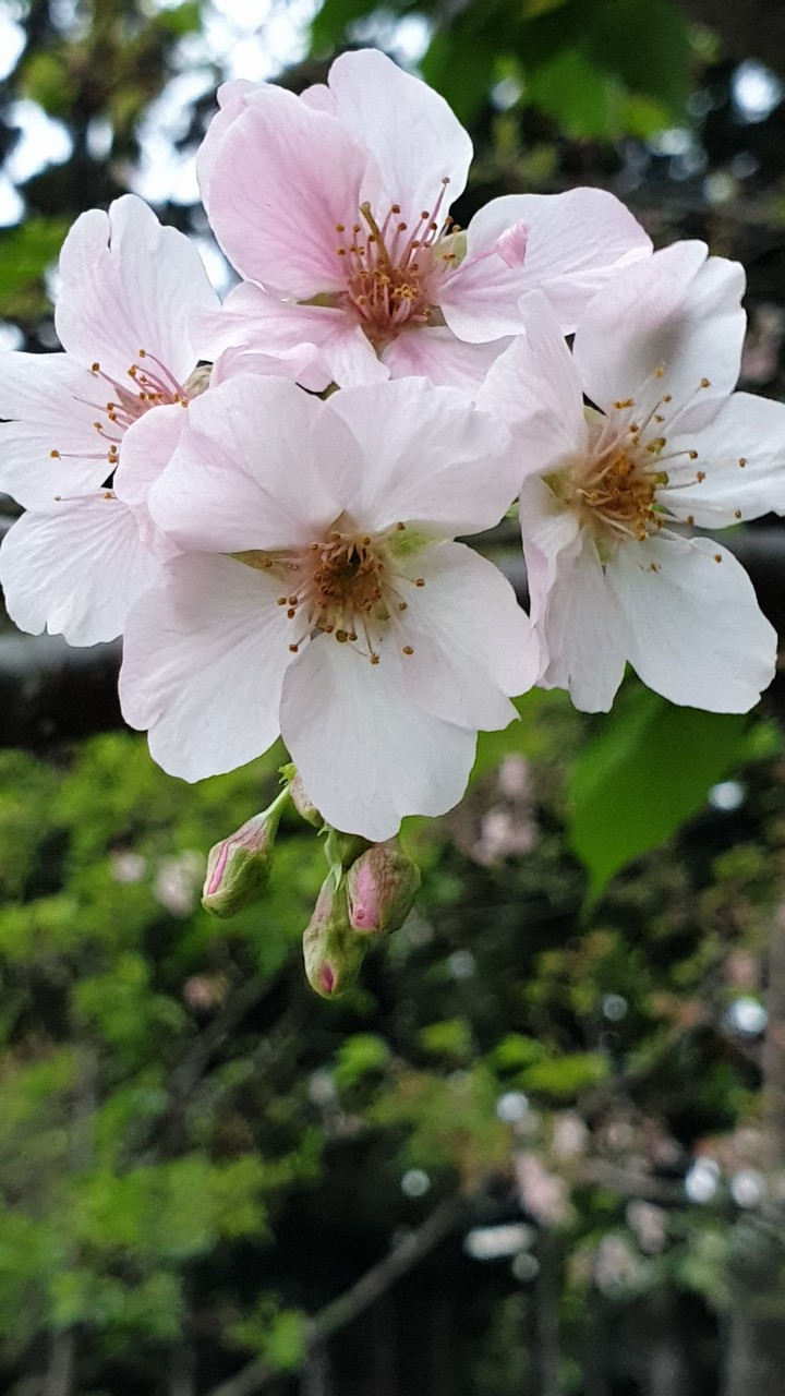 櫻花