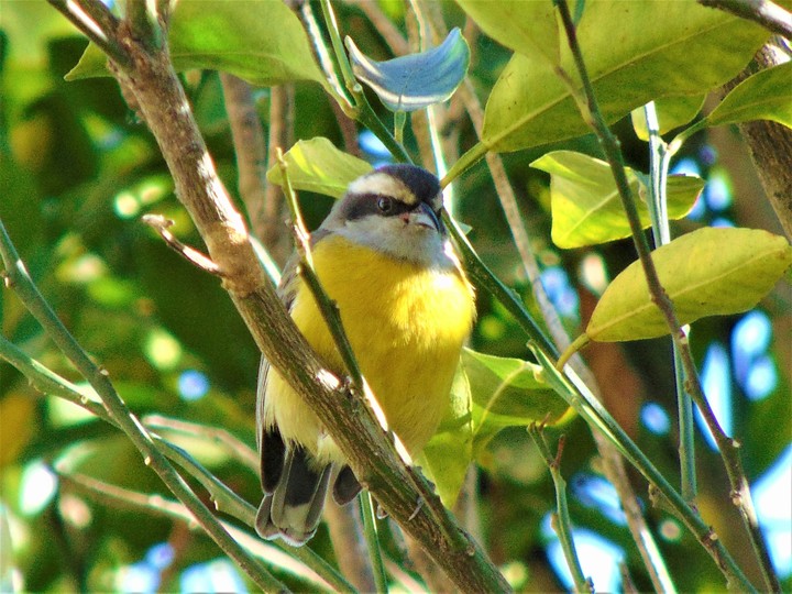 Pássaro amarelo