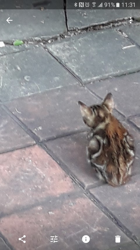 cat