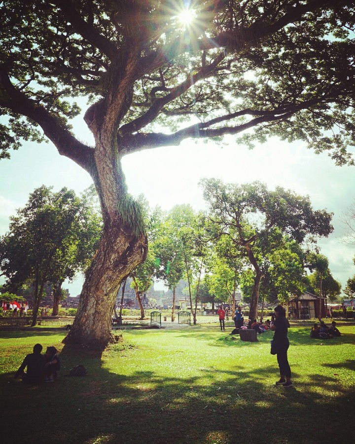 under the big tree