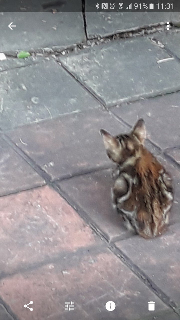 cat