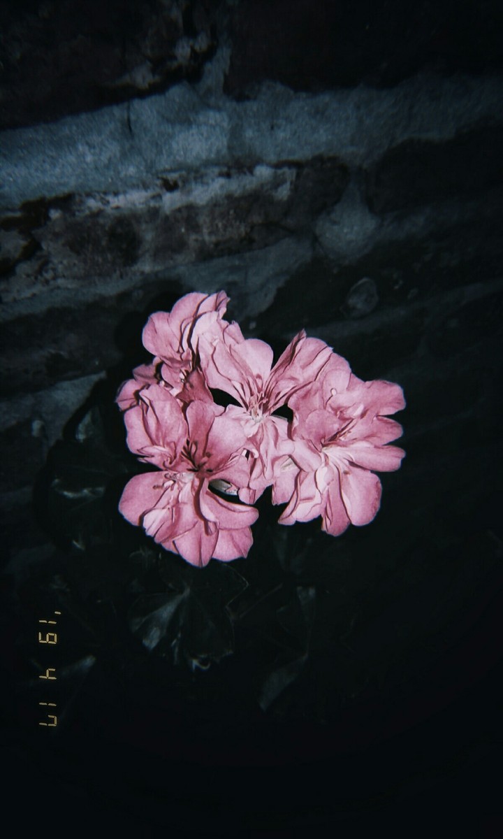 Flores