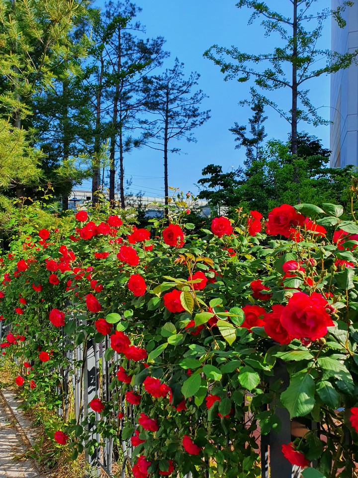 Roses