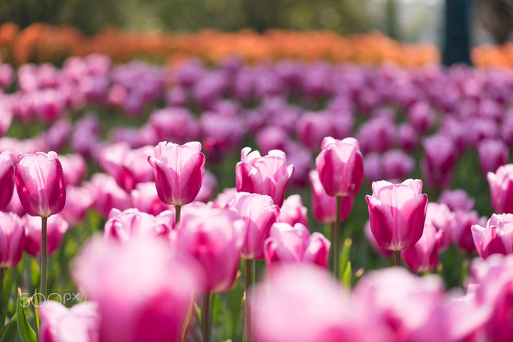 The tulip fields