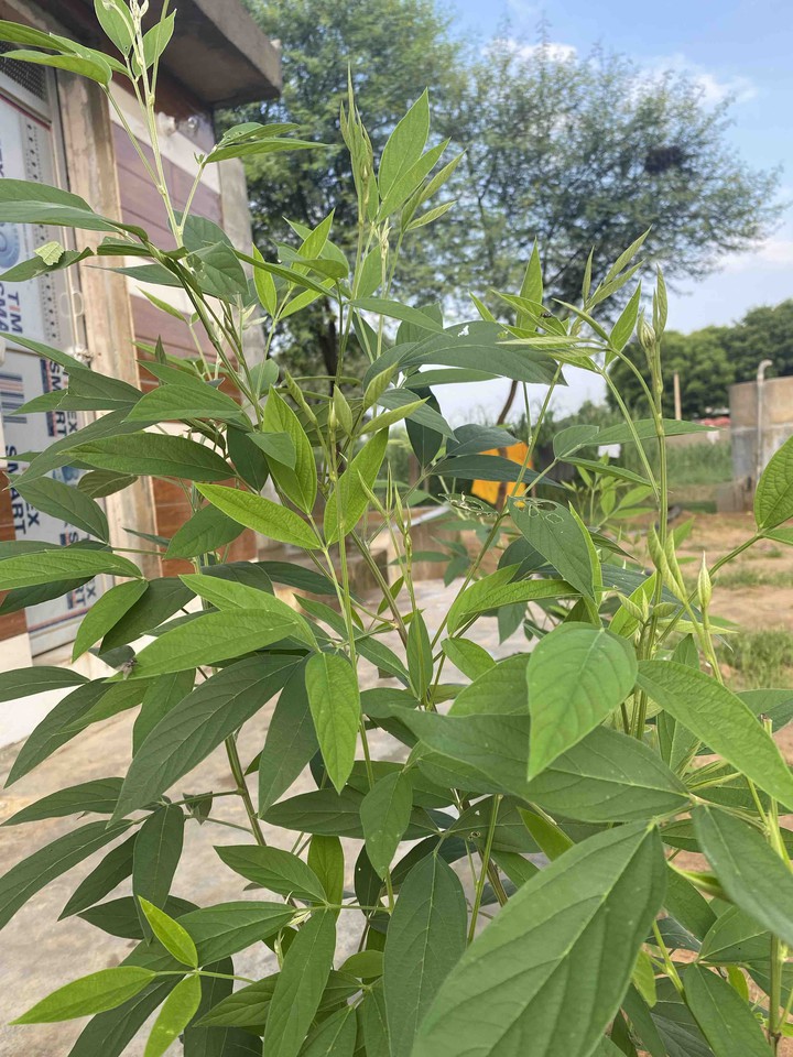 ? plant