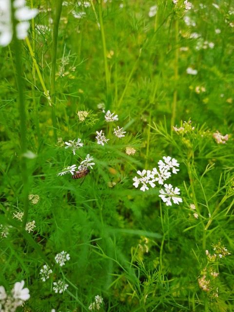 Bee