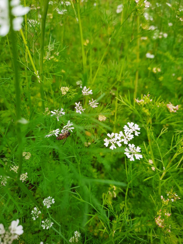 Bee