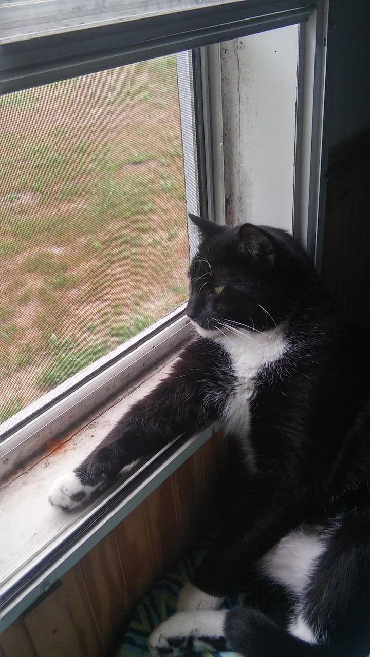 My baby King Diamond admiring the birds outside.