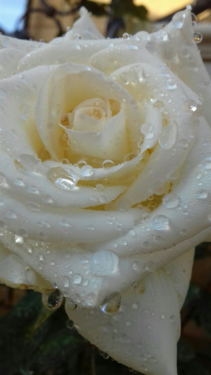 Amazing rose