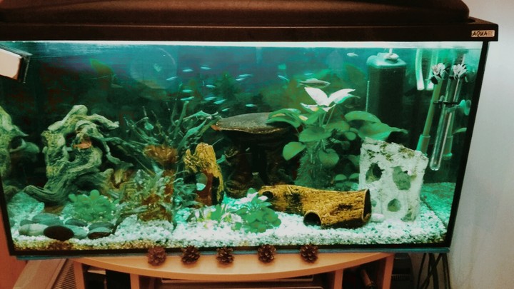 aquarium
