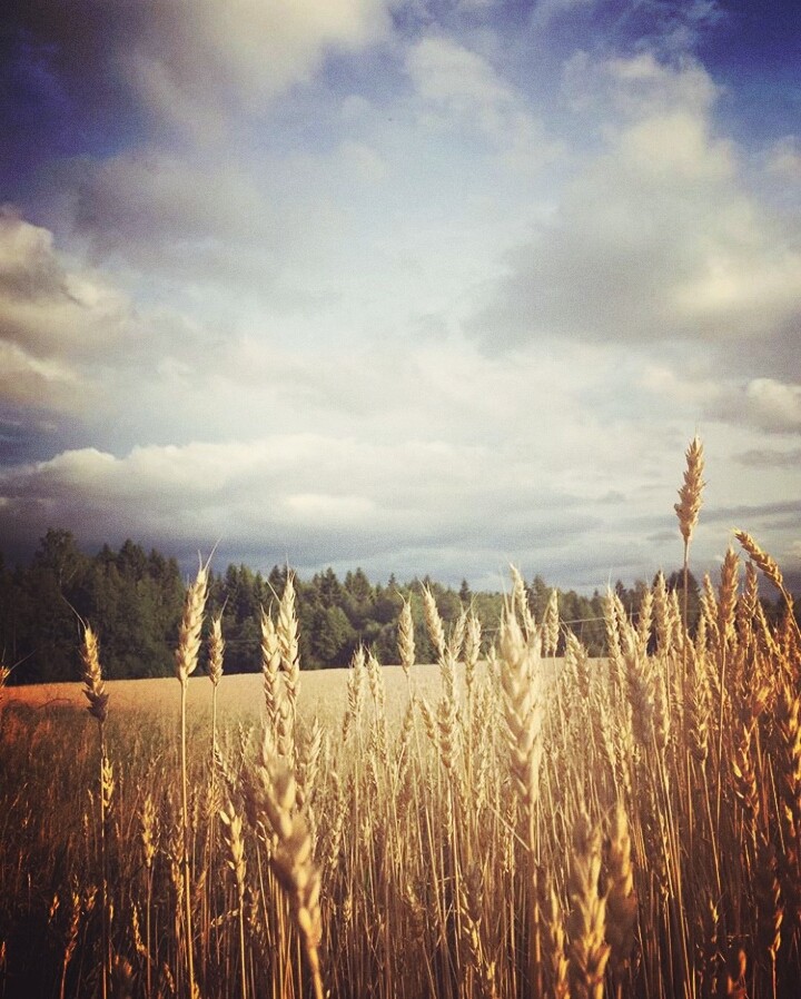 Wheat field