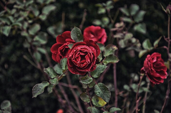 rosy