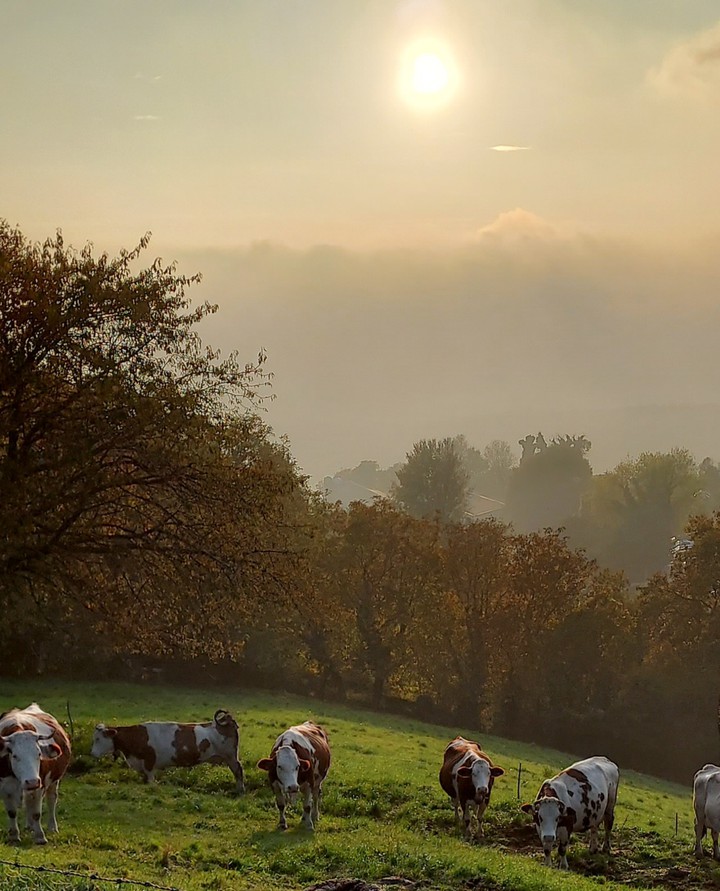 bucolic peace