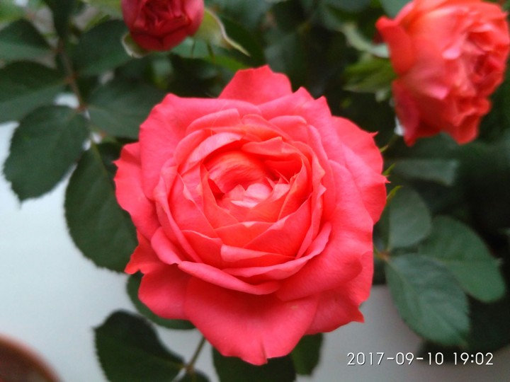 Pink