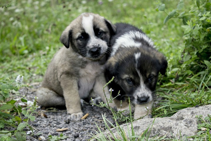perros, песик, щенок