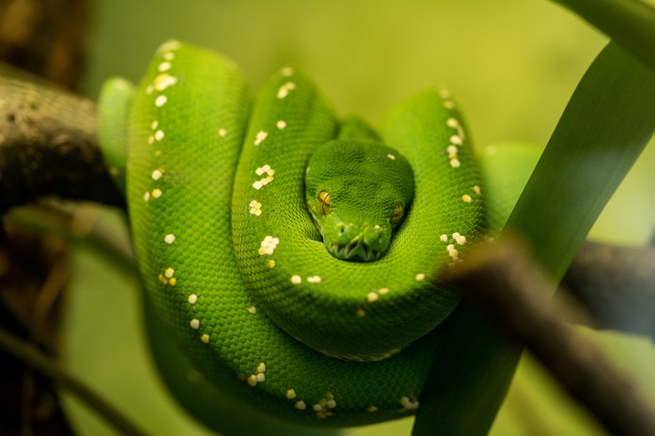 snake
