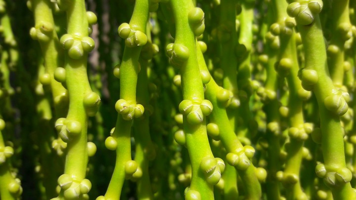 Green Plant