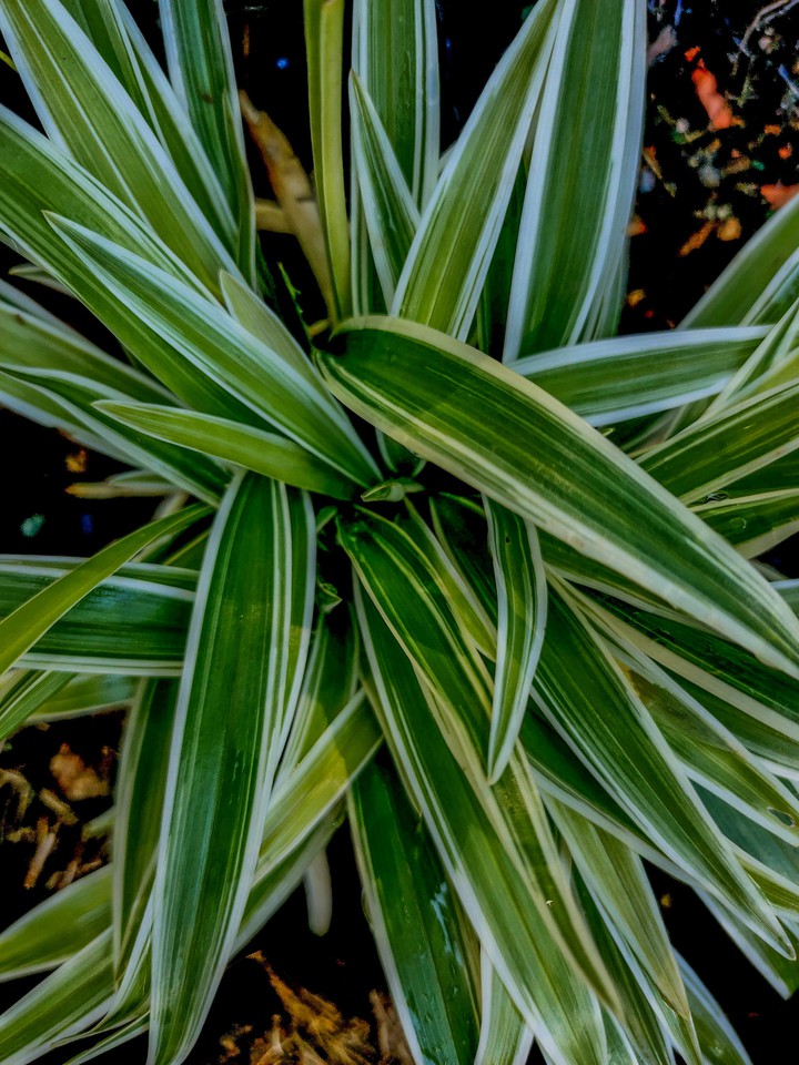 Leaves
