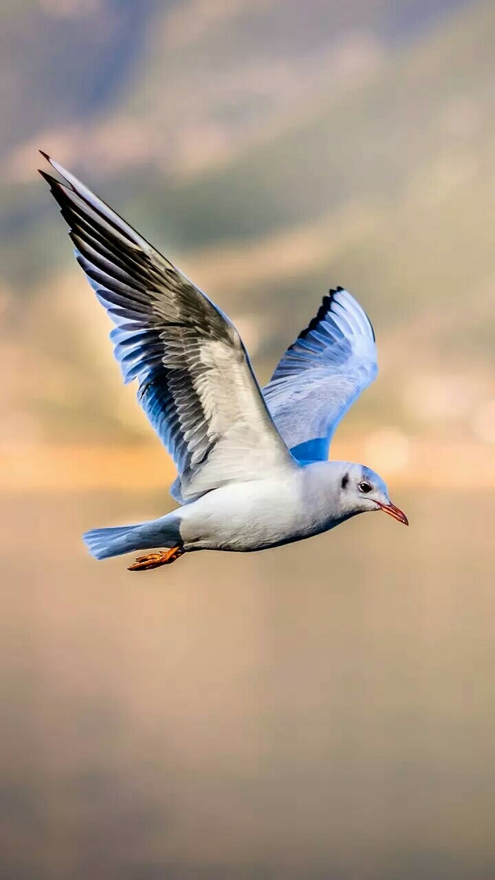 fly in sky