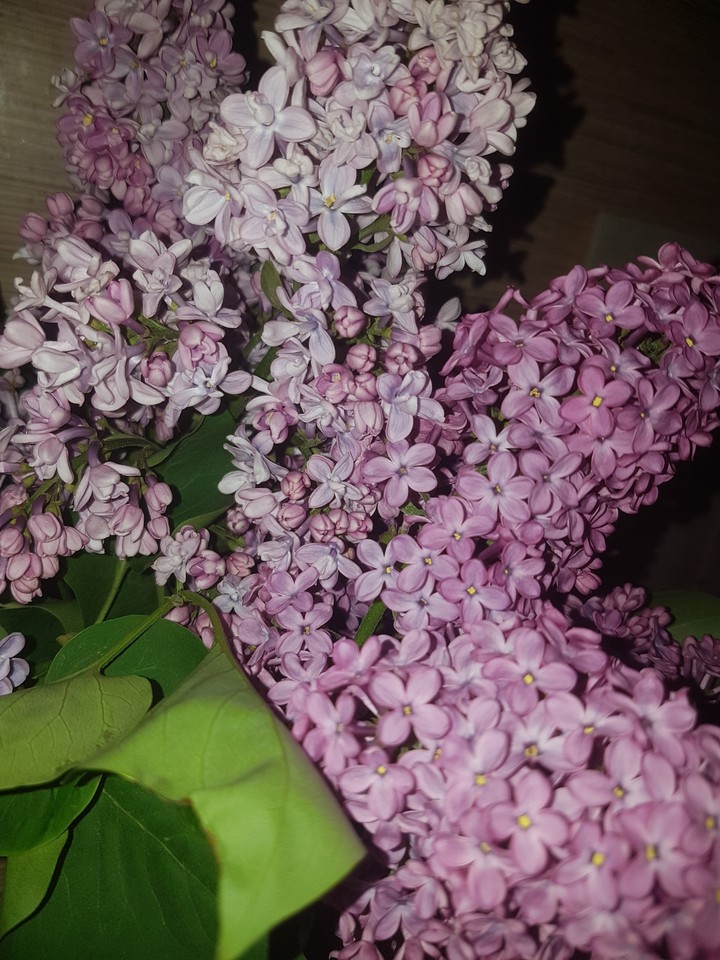 сирень