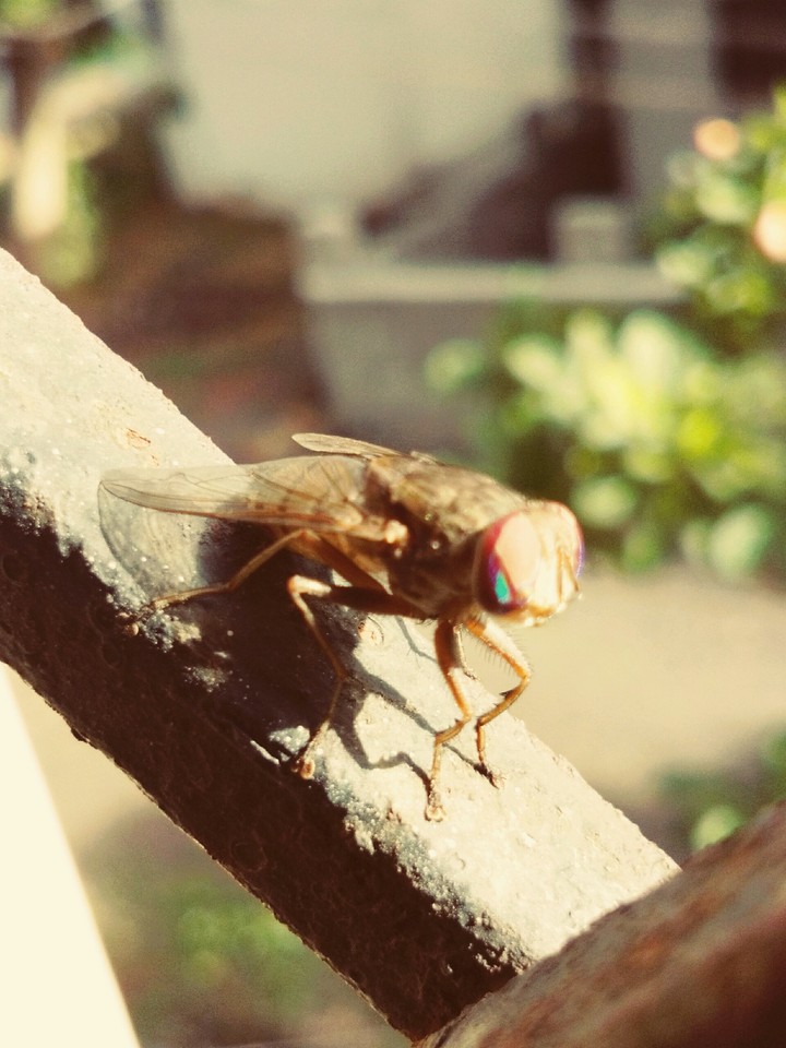 FLY..