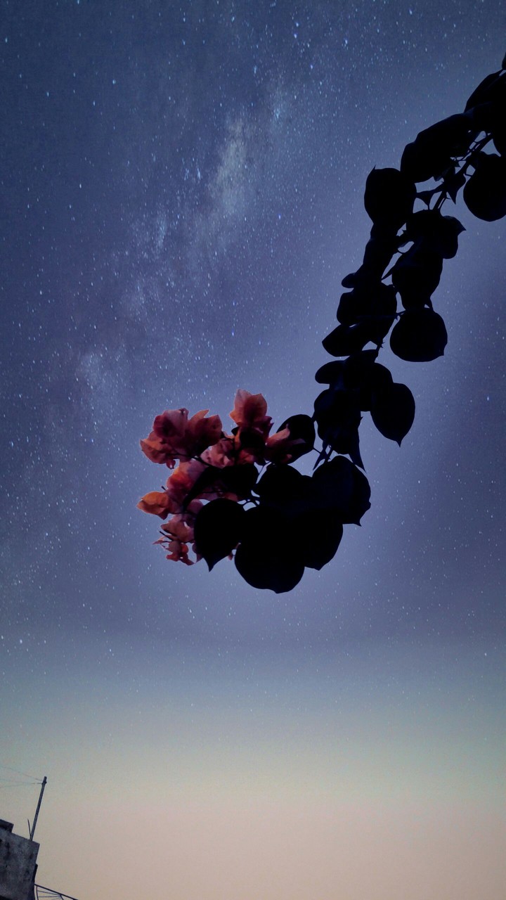 it is flowers