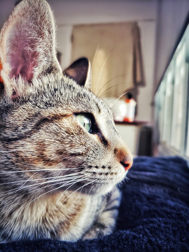 gato mirando ventana