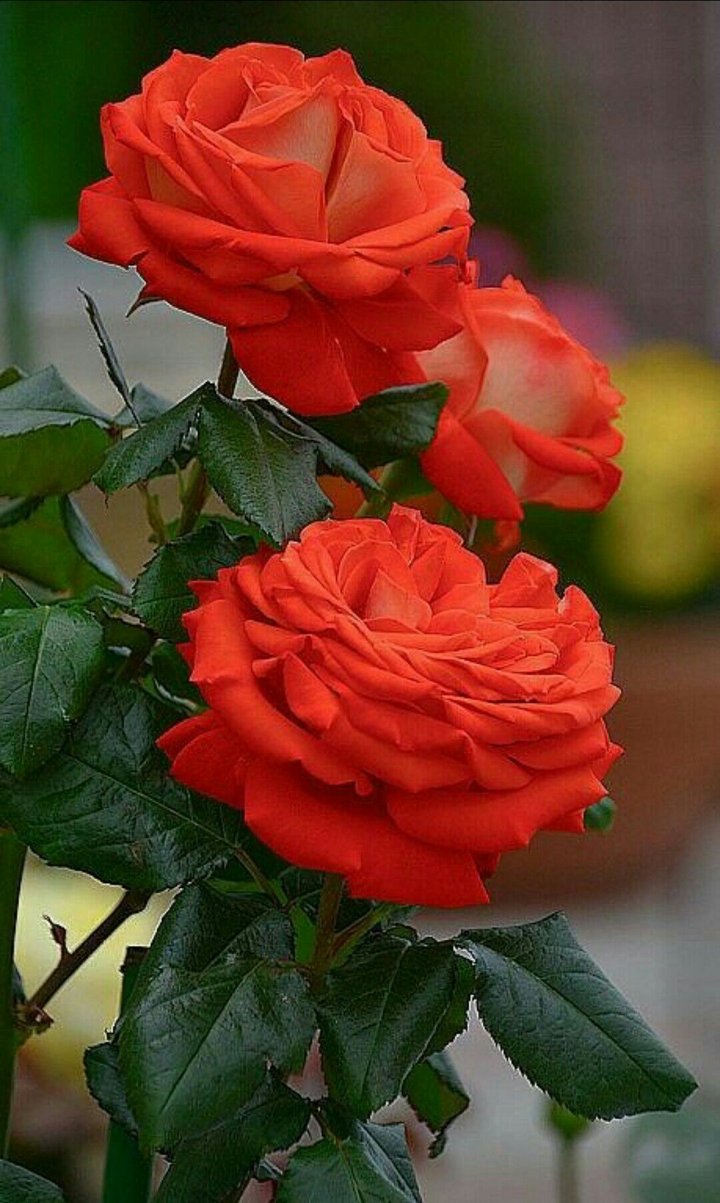 red rose