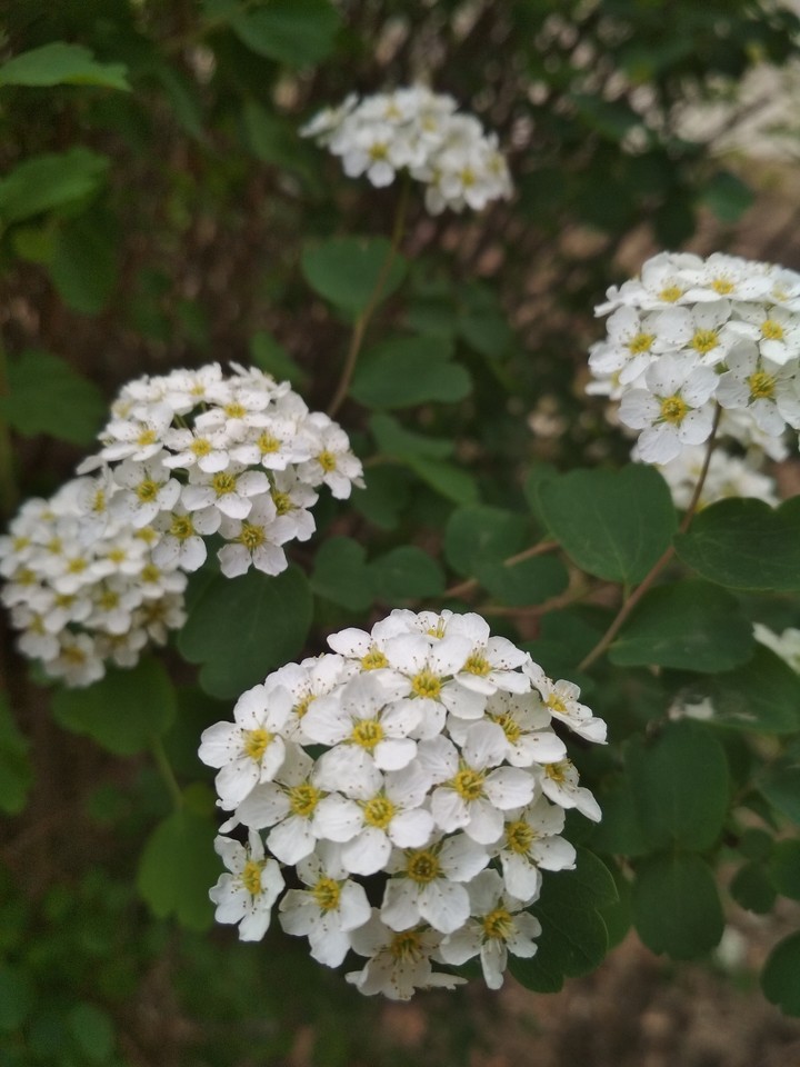beautiful of white