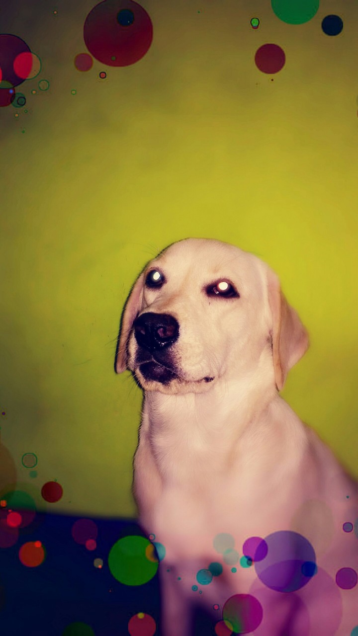 #lucy#Labrador#Retriever.
