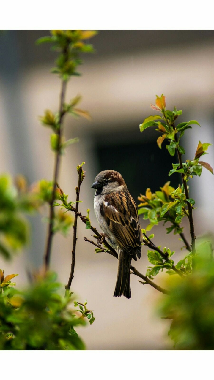 bird