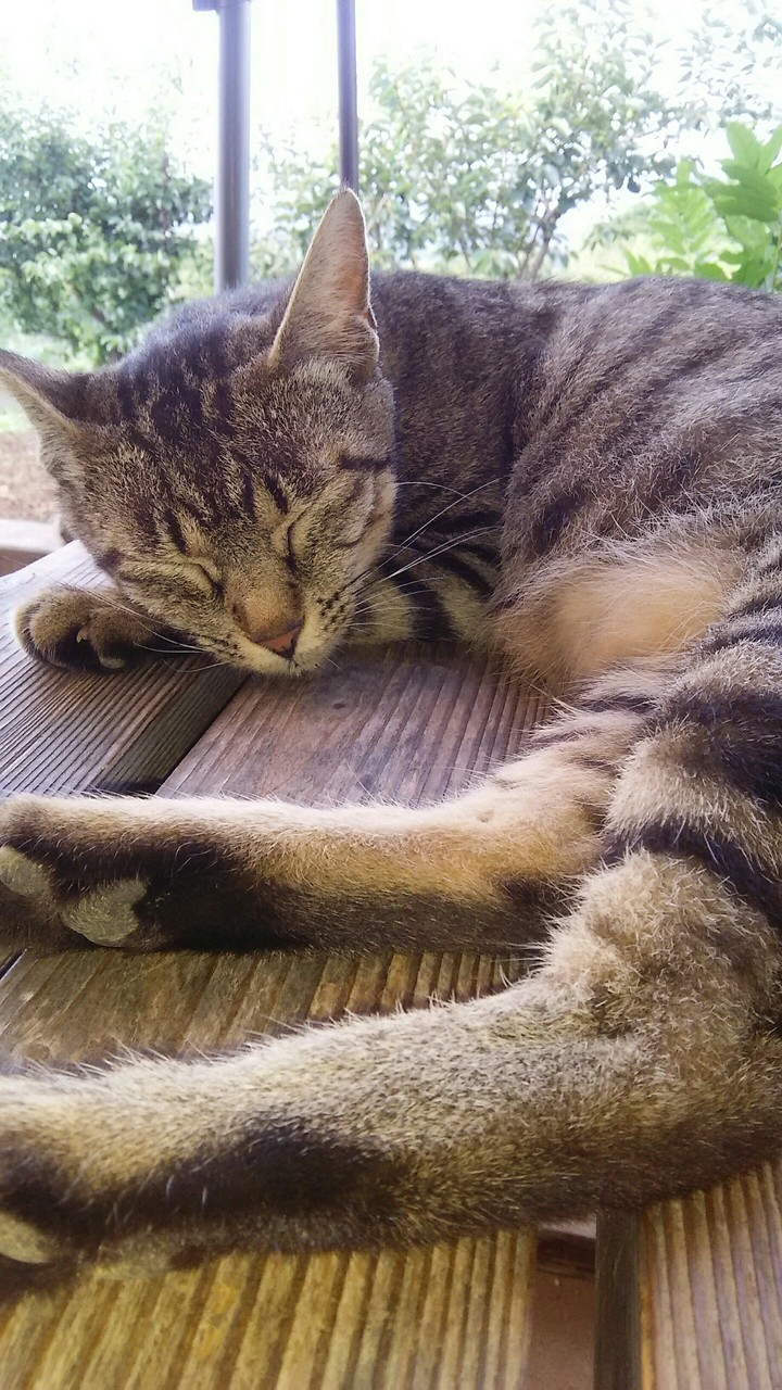 cat