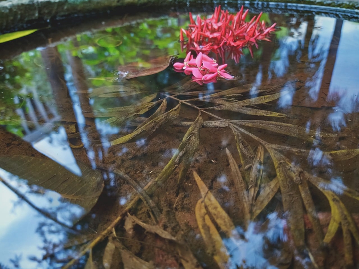 flower lake