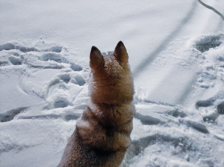 laska