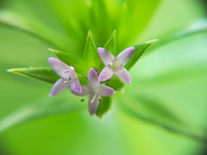 Three little flowers 