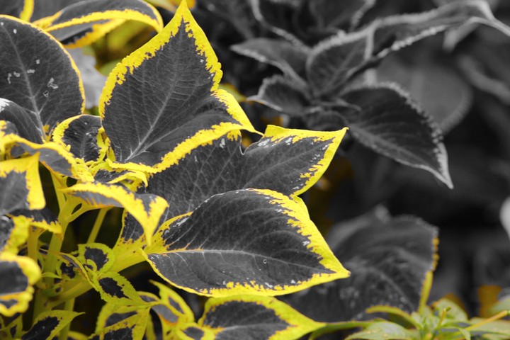 Colour Splash