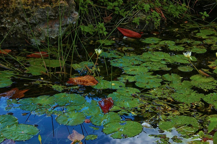 pond