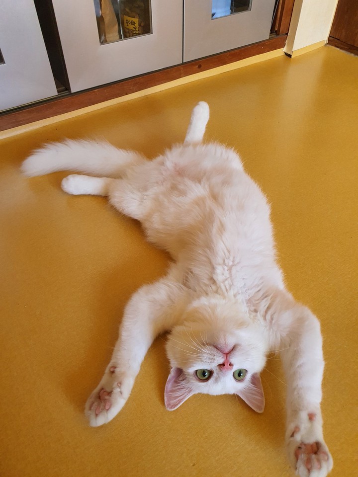 my cat