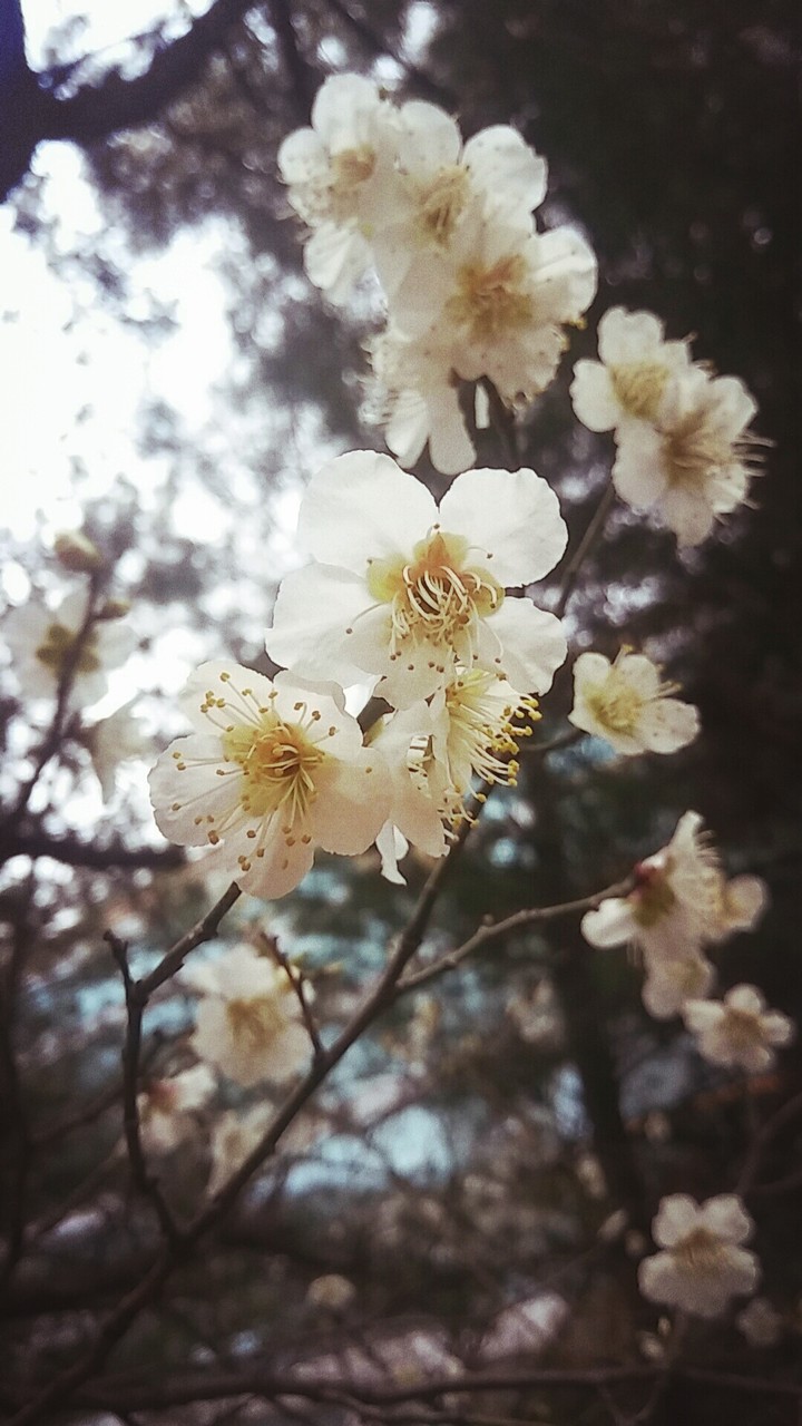 매화?