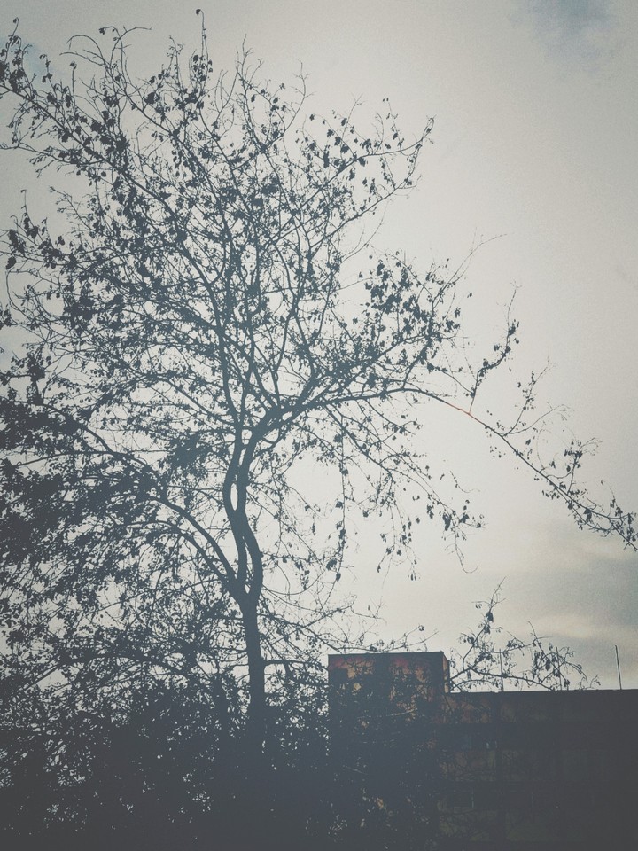 Dry tree and abandoned building