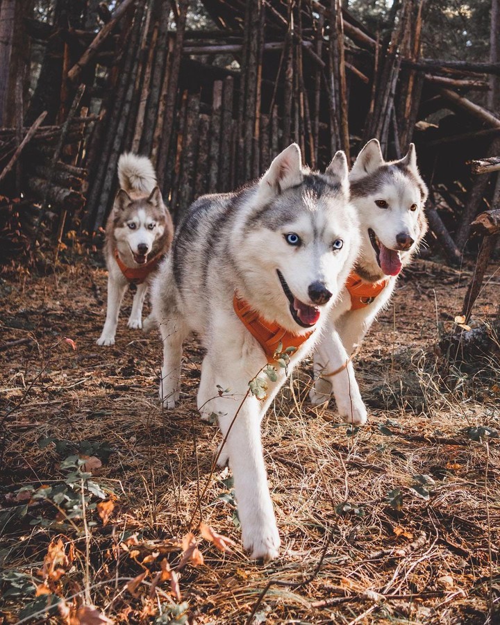dogs