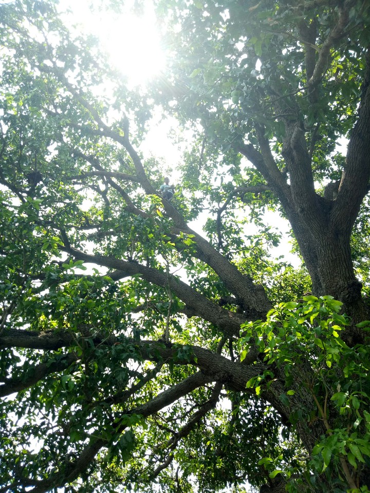 Mango Tree