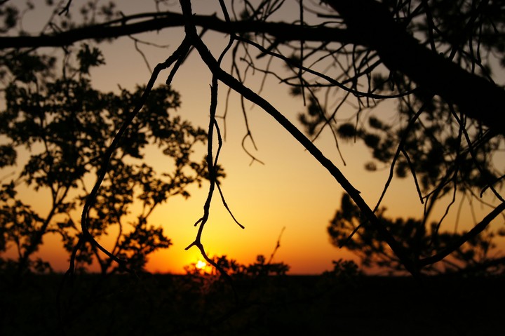 forest