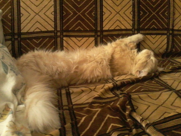 Zzz