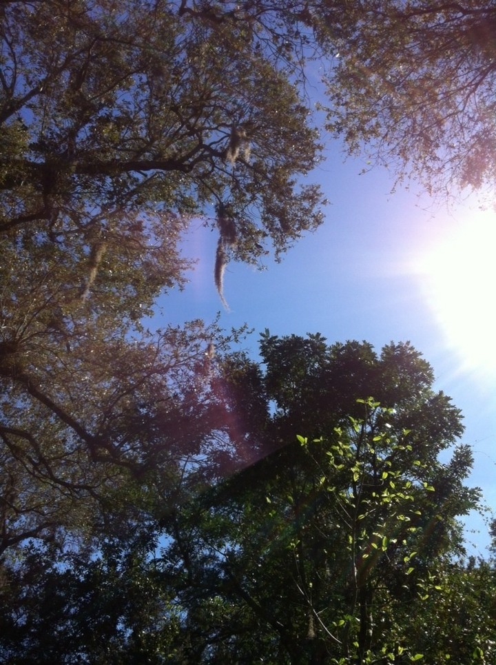sunlight