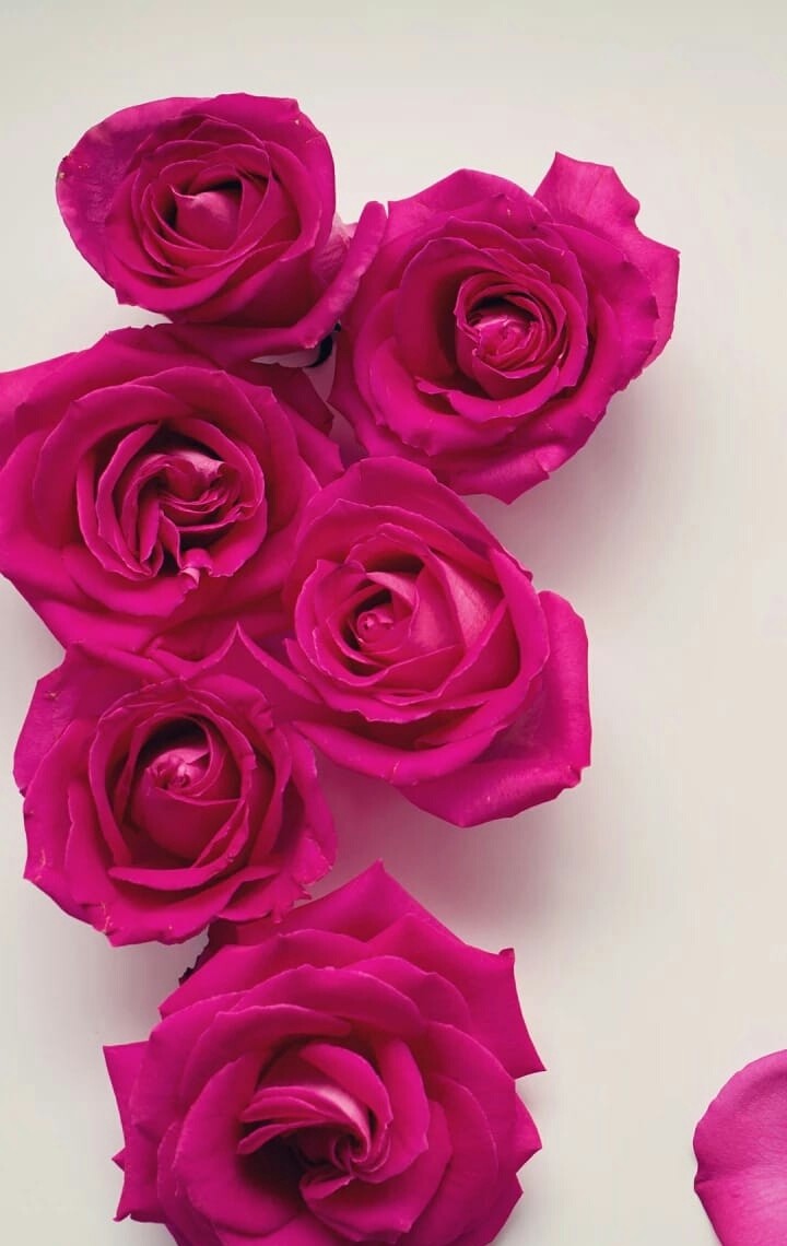 roses