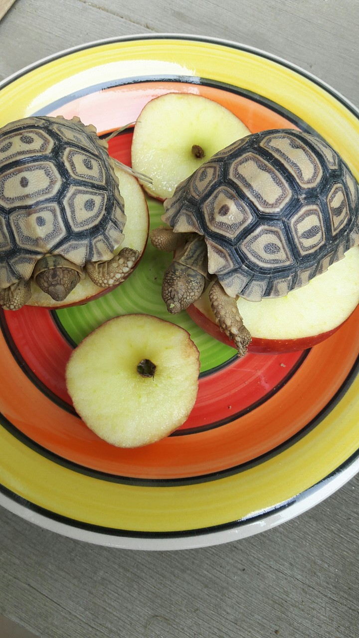 my tortoises deserve the best