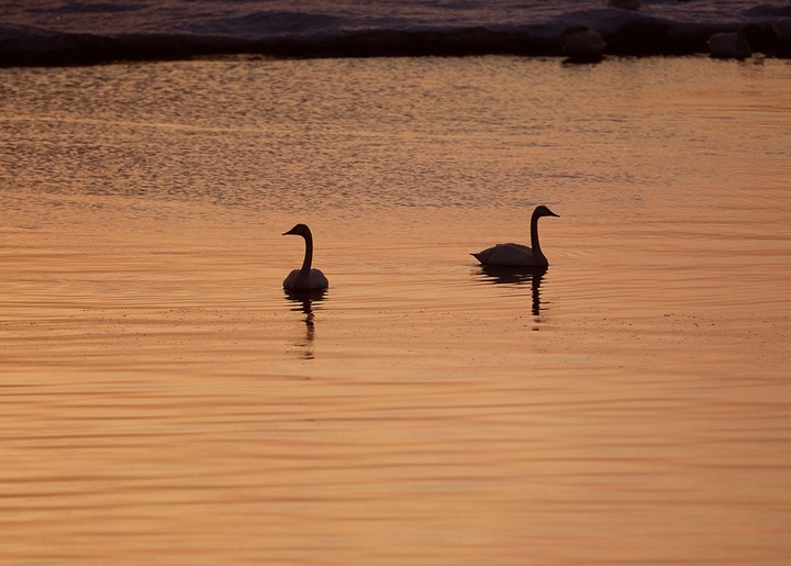 Birds